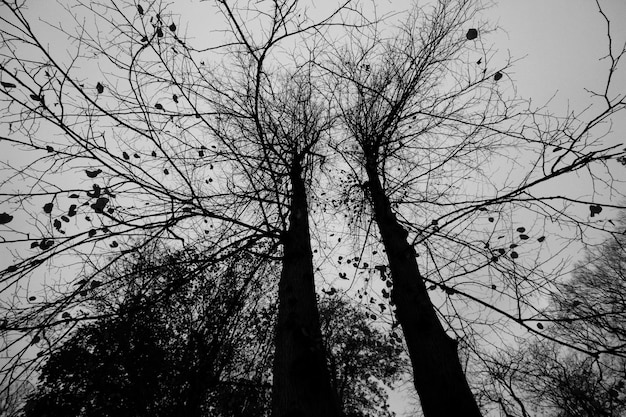 Photo low angle view of bare trees against sky