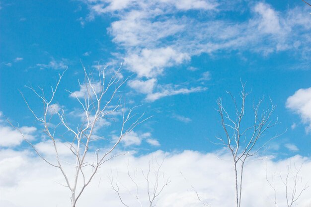 空に照らされた裸の木の低角度の景色