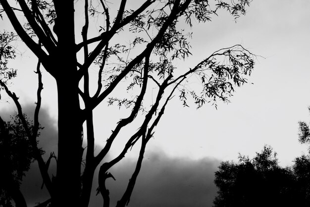 Low angle view of bare trees against sky