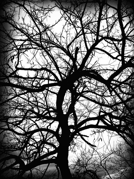 Photo low angle view of bare trees against sky