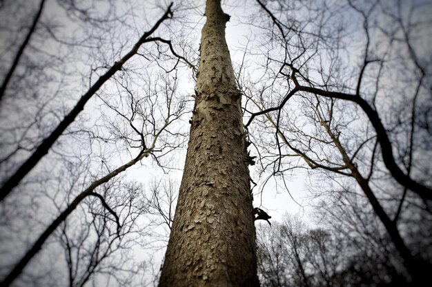 Foto vista a basso angolo di alberi nudi contro il cielo