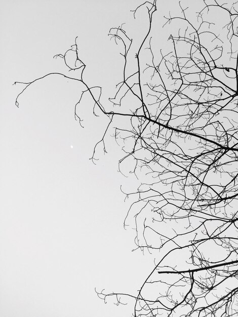 Foto vista ad angolo basso di alberi nudi contro il cielo