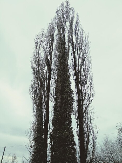 Low angle view of bare trees against sky