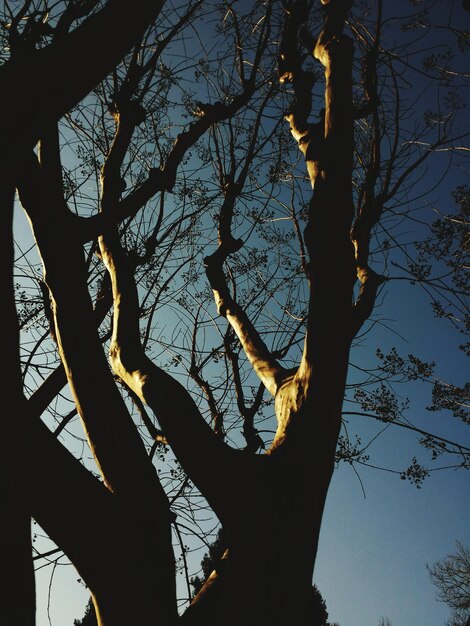 Foto vista a basso angolo di alberi nudi contro il cielo