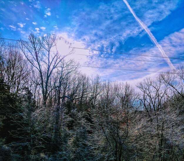 Low angle view of bare trees against sky