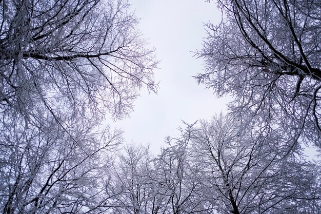 Foto vista a basso angolo di alberi nudi contro il cielo