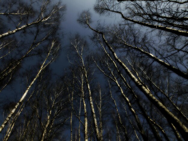 Photo low angle view of bare trees against sky