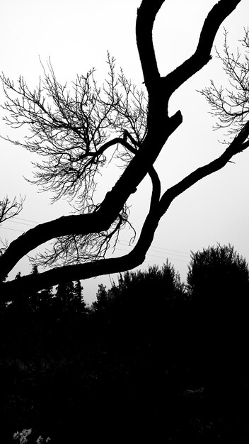 Low angle view of bare trees against sky