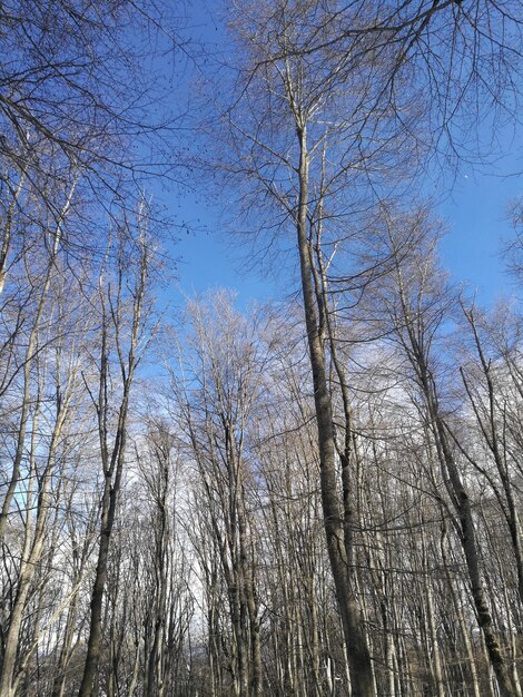 Low angle view of bare trees against sky