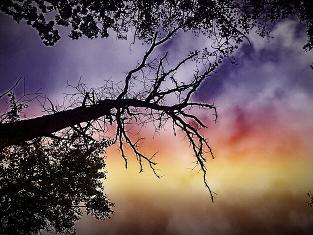 Foto vista a basso angolo di alberi nudi contro il cielo