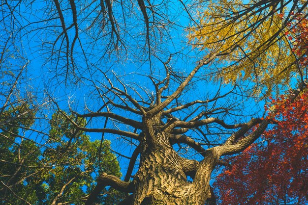 Low angle view of bare trees against sky