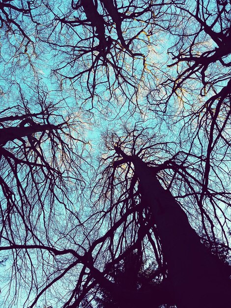 Foto vista a bassa angolazione di alberi nudi contro il cielo