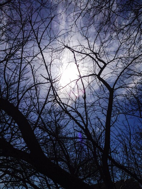 Foto vista a basso angolo di alberi nudi contro il cielo