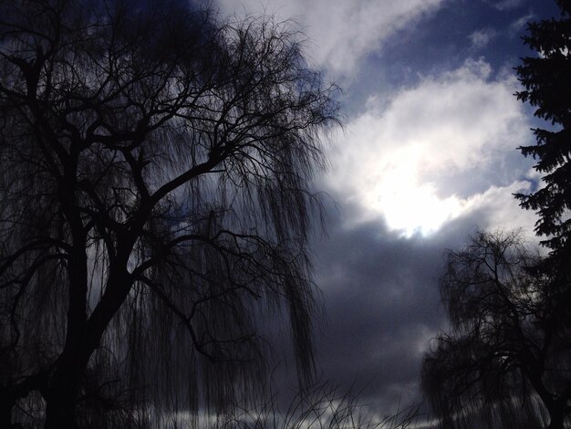 Low angle view of bare trees against sky