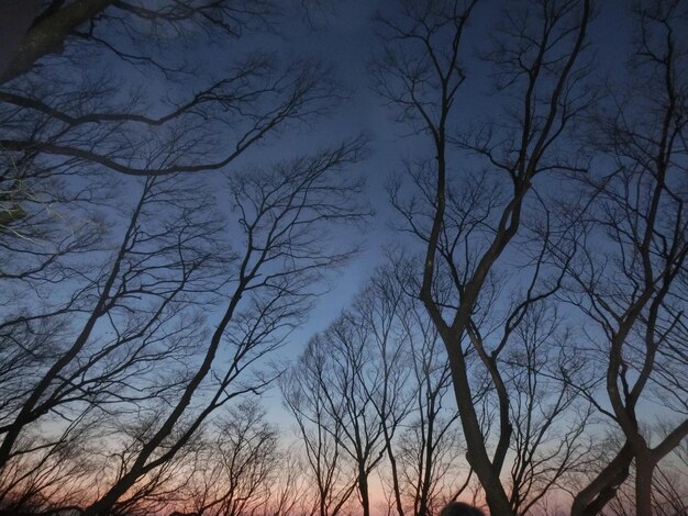 Low angle view of bare trees against sky