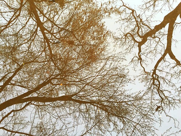 Vista a basso angolo di alberi nudi contro il cielo