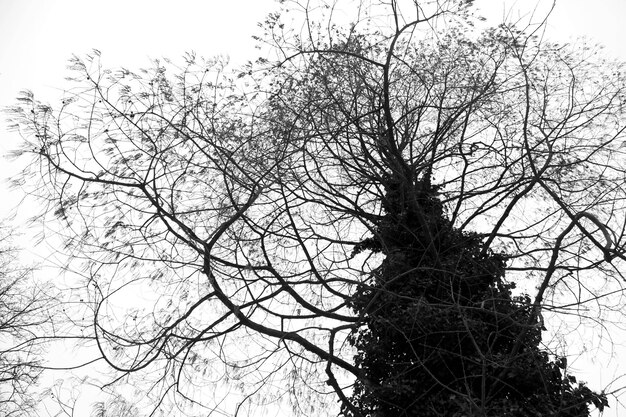 Low angle view of bare trees against sky