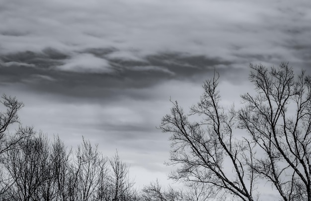 Photo low angle view of bare trees against sky