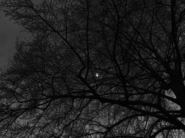 Photo low angle view of bare trees against sky