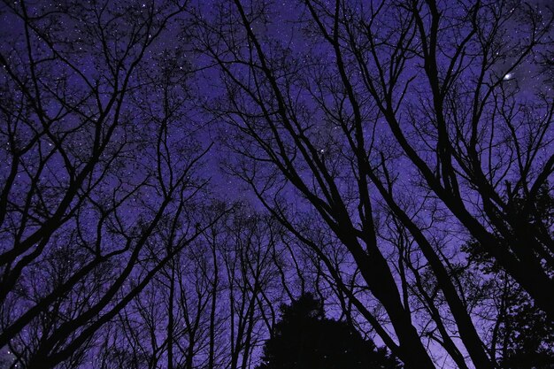 Foto vista a basso angolo di alberi nudi contro il cielo