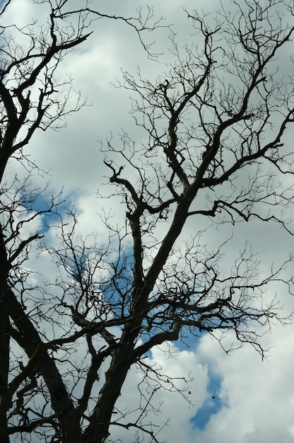 空に照らされた裸の木の低角度の景色