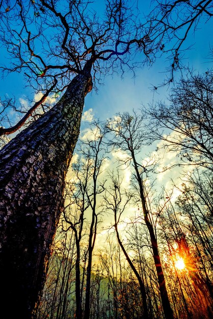 Low angle view of bare trees against sky