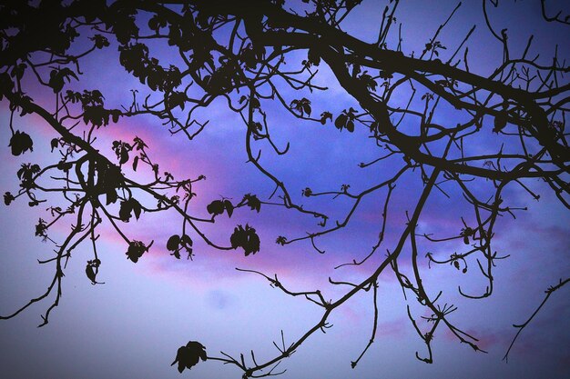 Low angle view of bare trees against sky