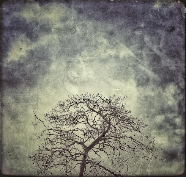 Photo low angle view of bare trees against sky