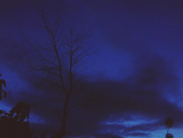 Photo low angle view of bare trees against sky