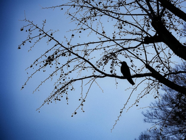 Low angle view of bare trees against sky