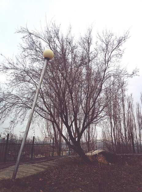 Foto vista a bassa angolazione degli alberi nudi sul campo