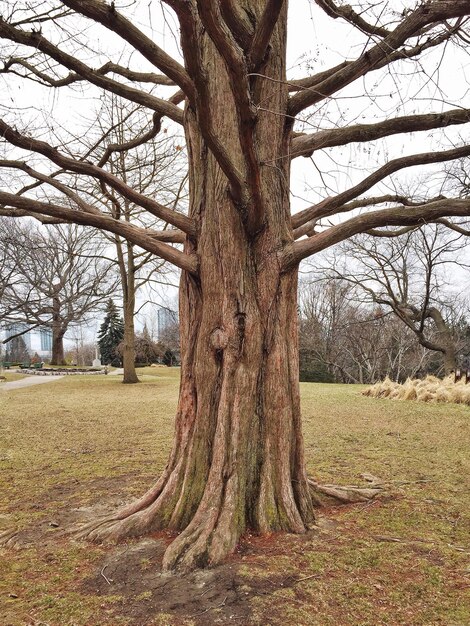 Photo low angle view of bare trees on field