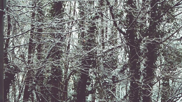 Low angle view of bare trees in forest