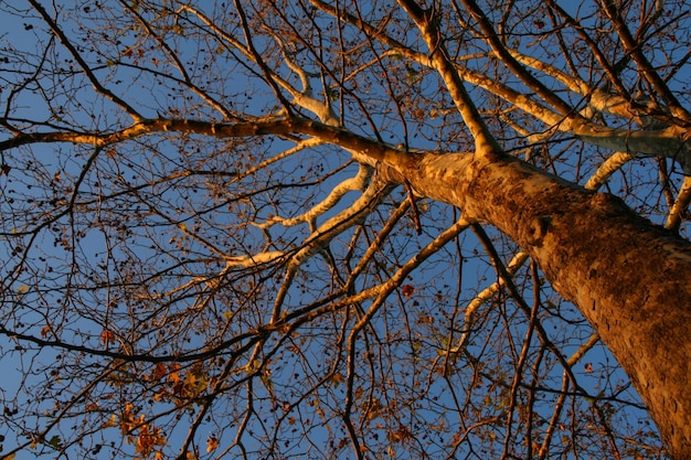 Foto veduta a bassa angolazione di alberi nudi in foresta