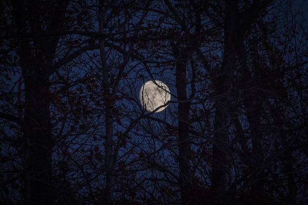 Foto vista ad angolo basso di alberi nudi di notte