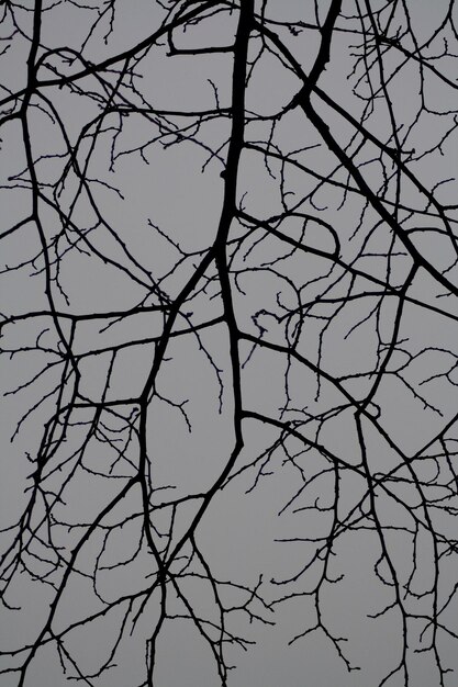 Photo low angle view of bare trees