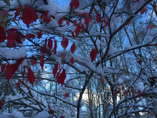 Photo low angle view of bare trees