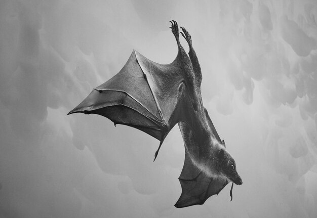 Foto vista a bassa angolazione di un pipistrello che vola contro il cielo