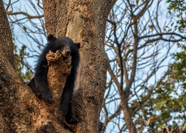 木の上にあるクマの低角度の景色