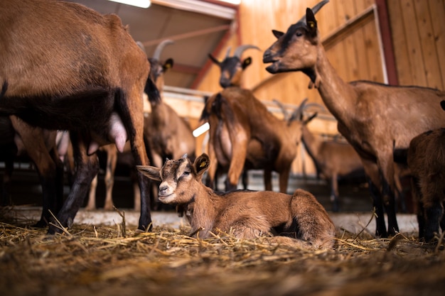 Low angle view of beautiful goat kid at the farm