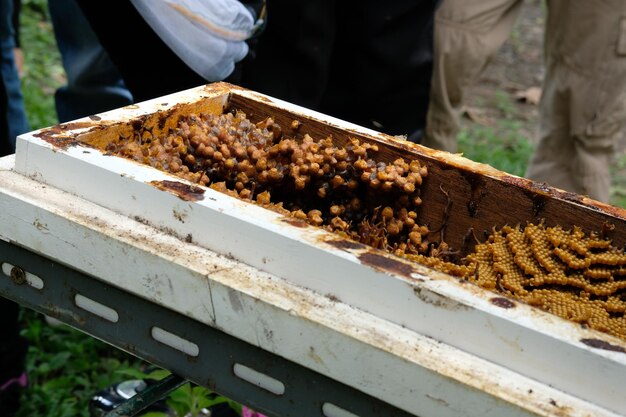 Photo low angle view of bee on cutting board