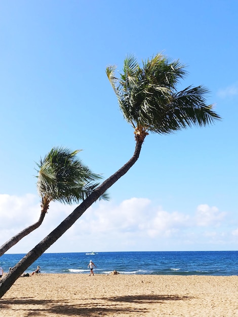 Photo low angle view of bending palm trees on beach against clear blue sky