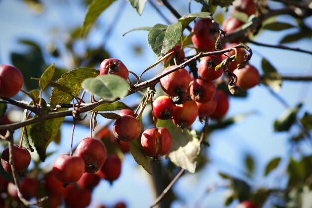 Photo low angle view of berries growing on plant against sky