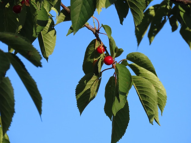 Foto vista a bassa angolazione delle bacche che crescono sull'albero contro il cielo