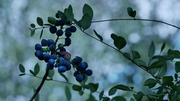 Low angle view of berries growing on tree