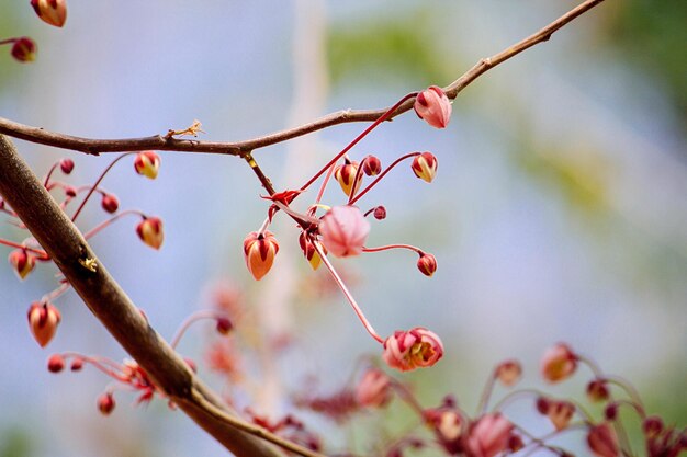 Photo low angle view of berries on tree