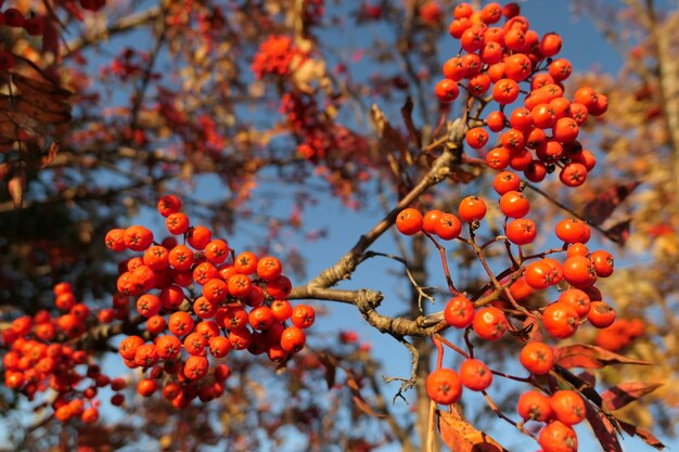 Low angle view of berries on tree