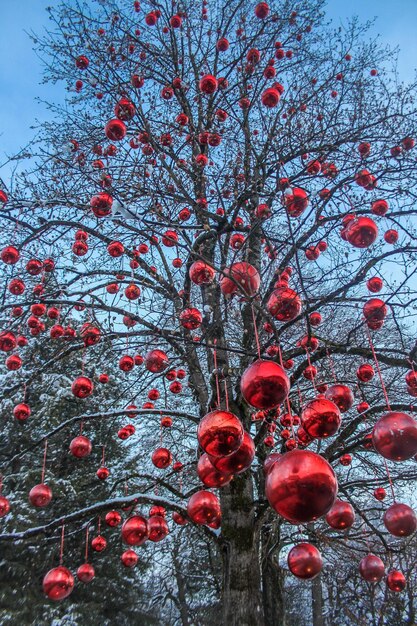 Foto vista a basso angolo delle bacche sull'albero