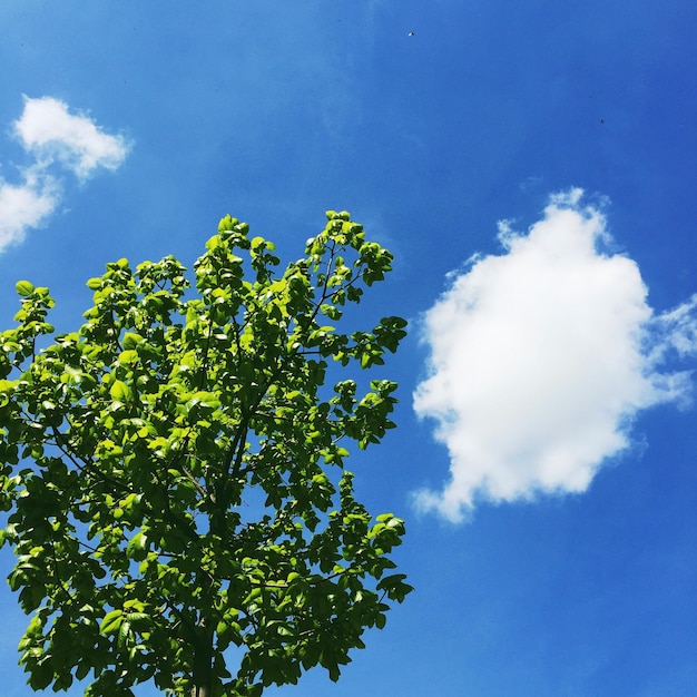 Low angle view of birch tree against blue sky