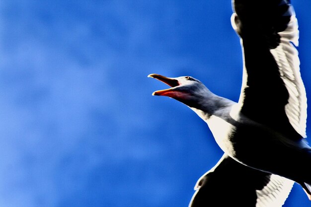 Low angle view of bird against blue sky